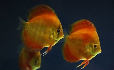 discus fish for sale near me|Discus Fish for Sale .